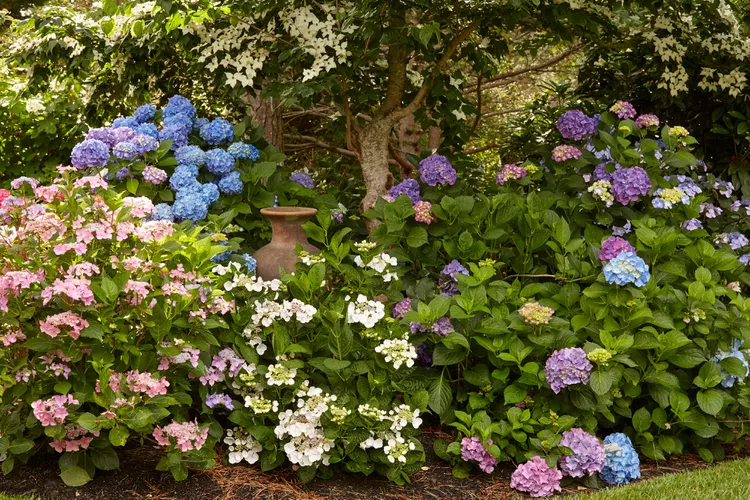 When Do Hydrangeas Bloom? A Seasonal Guide to Each Type's Flowering Times