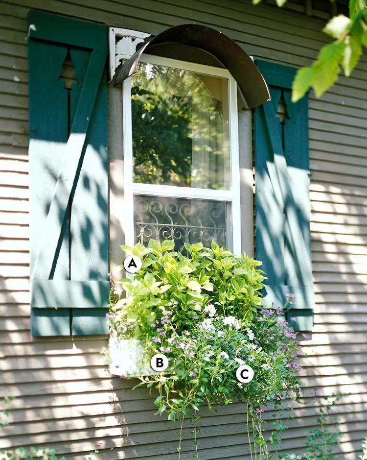 16 Pretty and Simple Combinations of Window Box Flowers for Shade