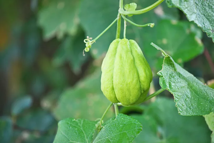 How to Plant and Grow Chayote 