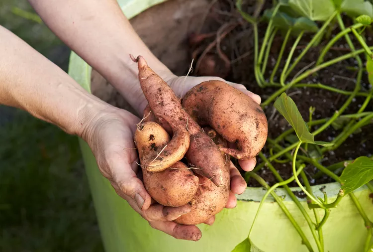 10 Best Sweet Potato Companion Plants for Larger Harvests