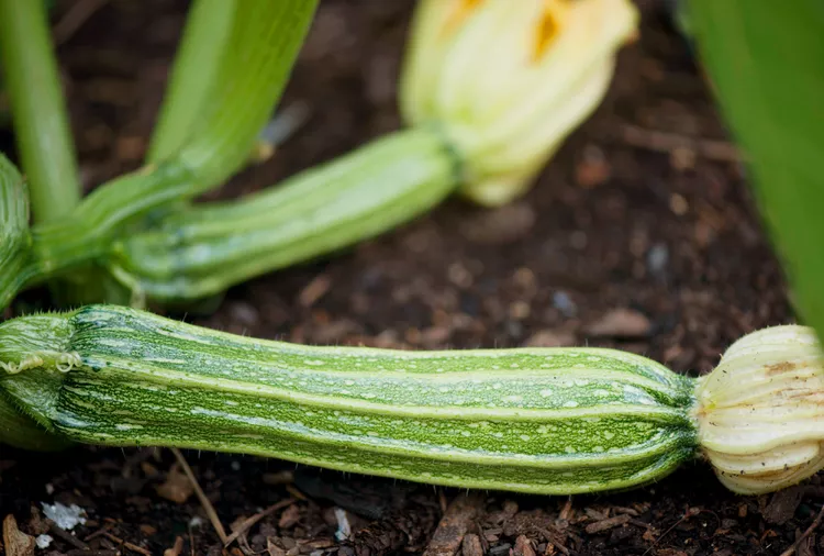 10 Tips for Growing Zucchini in Pots