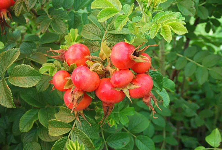 What Are Rose Hips? Plus How to Use Them for Decorating and Eating