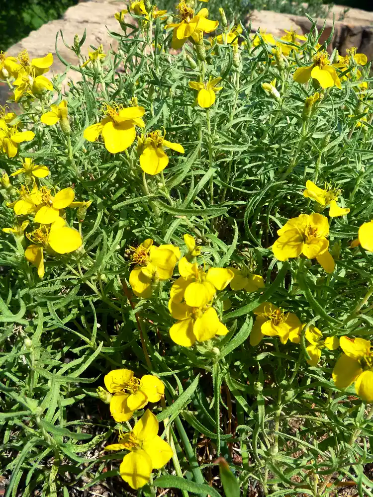 Are Zinnias Perennials or Annuals? And How to Grow Them