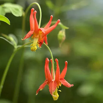 10 Red Flowers for Big, Bold Color in Your Garden