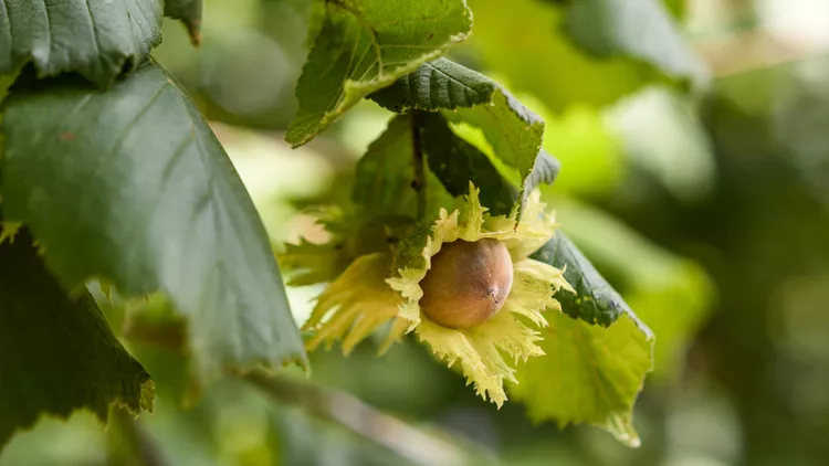 How to Plant and Grow American Hazelnut Trees