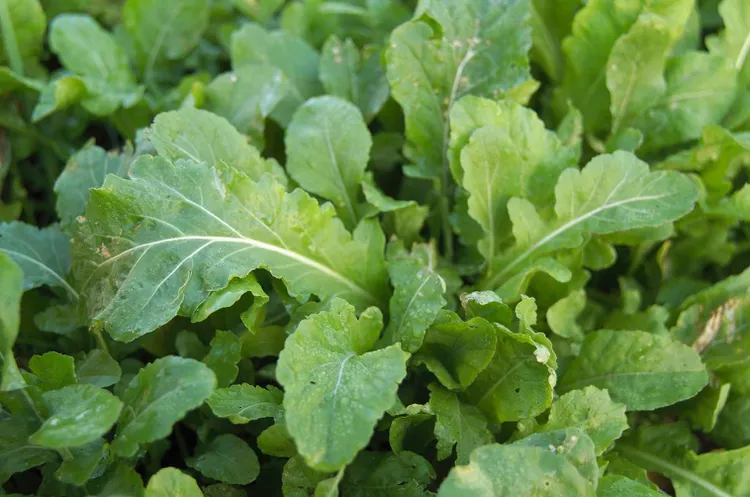 How to Plant and Grow Arugula