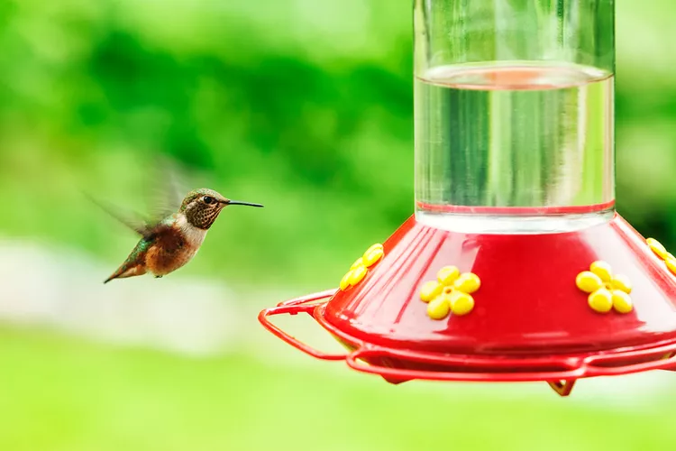 How to Clean a Hummingbird Feeder in 5 Easy Steps