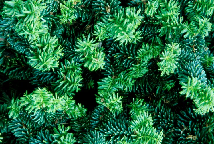 How to Plant and Grow Yew Shrub