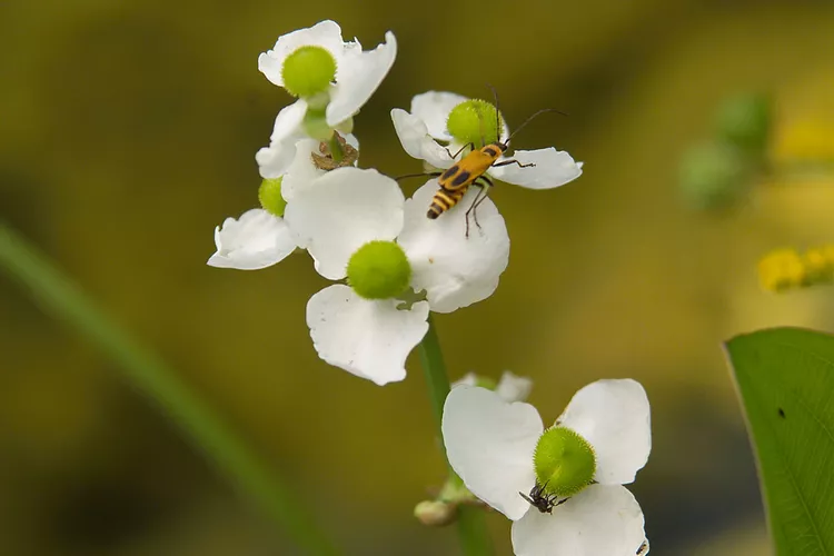 8 Beneficial Insects to Know (Plus How to Attract Them to Your Garden)