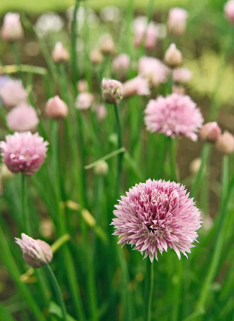 How to Plant and Grow Chives