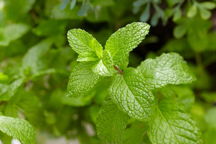 How to Propagate Mint from Cuttings for an Abundance of Flavorful Leaves