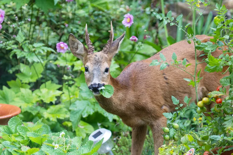 Do Deer Eat Tomato Plants? 5 Ways to Protect Your Harvest