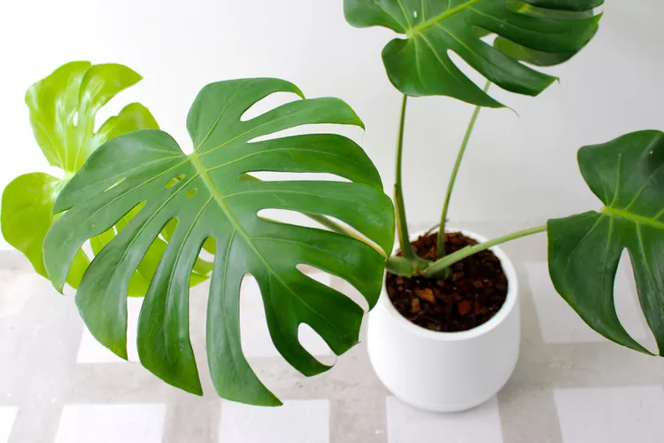 When and How to Prune Monstera Plants to Keep Them Looking Their Best