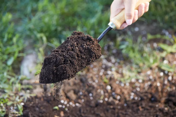 What to Know About Well-Drained Soil and Boosting Plant Drainage