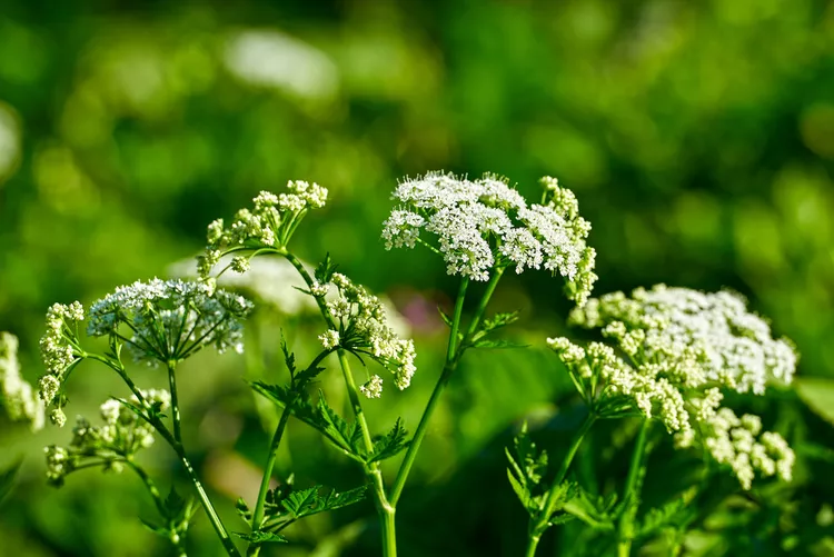 Invasive Poison Hemlock Is Spreading to Gardens Across the Country