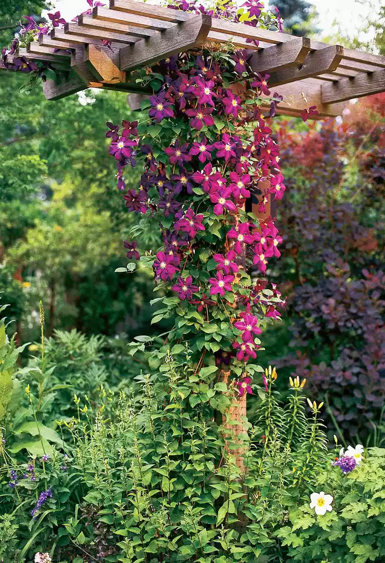 14 Perennial Vines to Take Your Garden to New Heights