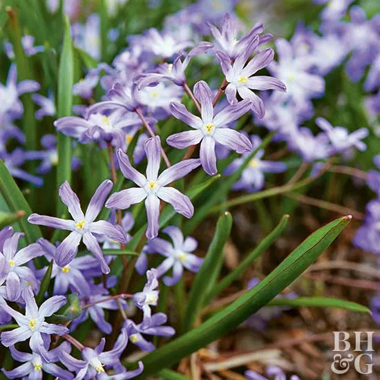 How to Plant and Grow Glory-of-the-Snow