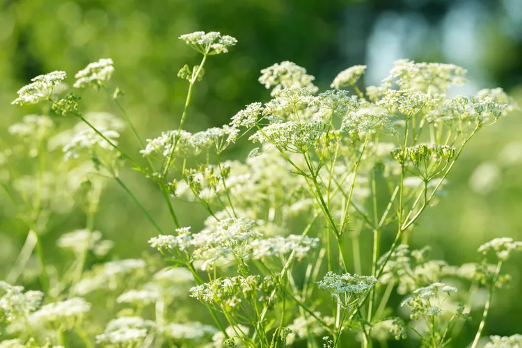 How to Plant and Grow Anise