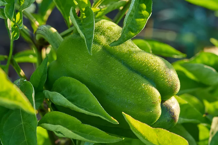 10 Simple Tips for Growing Bell Peppers in Pots