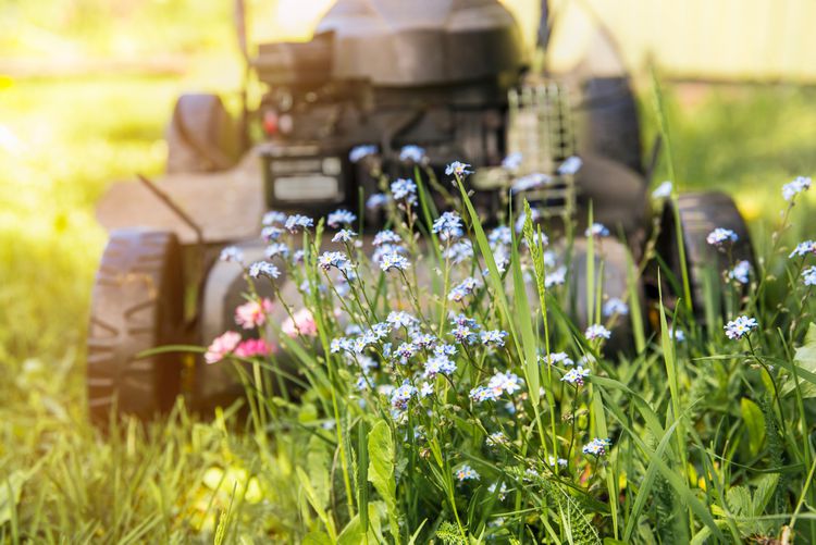 After No Mow May, Should You Do a Slow Mow Summer?