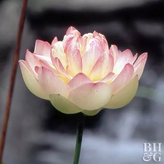 How to Plant and Grow Lotus