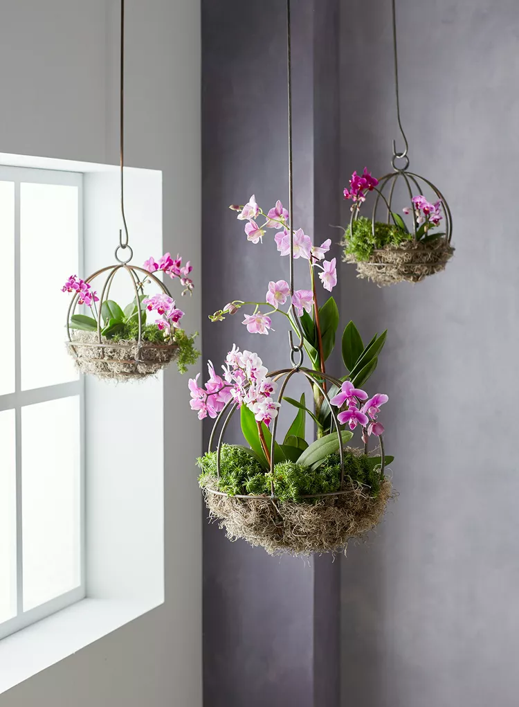 How to Make a Hanging Orchid Planter