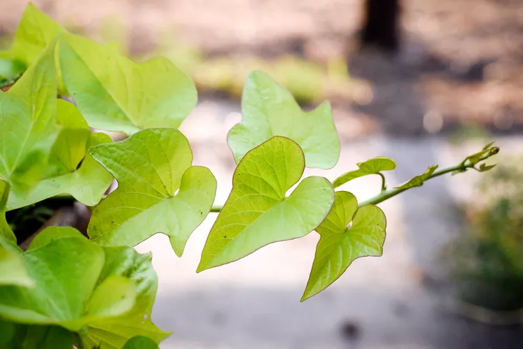 Can You Eat Ornamental Sweet Potato Vines? Here’s What to Know