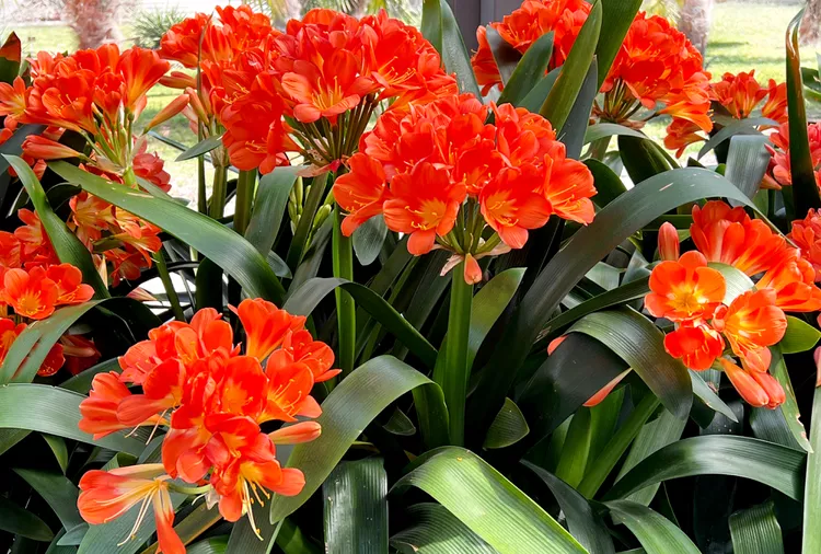 How to Plant and Grow Clivia