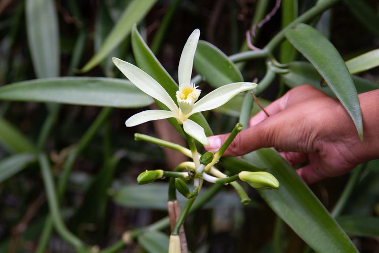 How to Plant and Grow Vanilla Bean Orchids