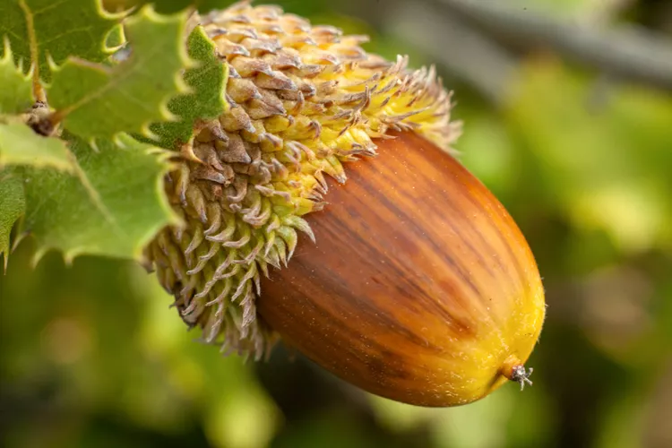 How to Grow an Oak Tree from an Acorn