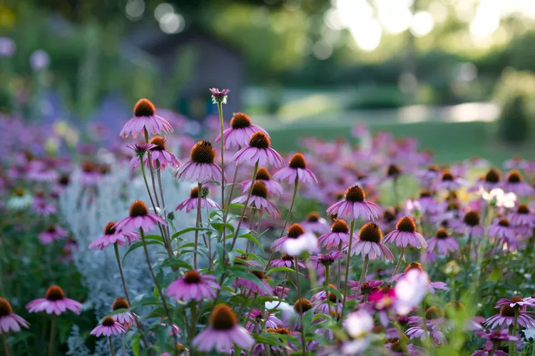 35 Summer Flowers You Don't Have to Water All the Time