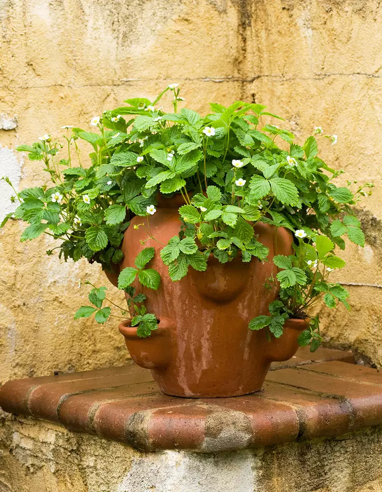 How to Grow Strawberries in Pots