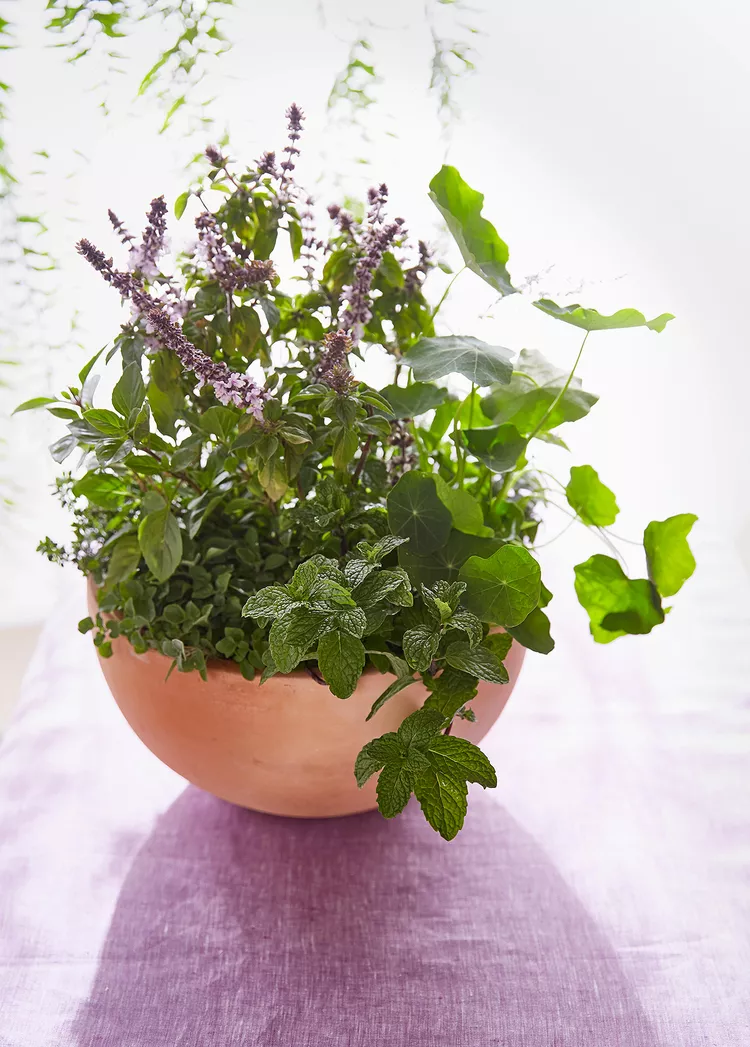 7 Must-Know Tips for Growing Herbs in Pots