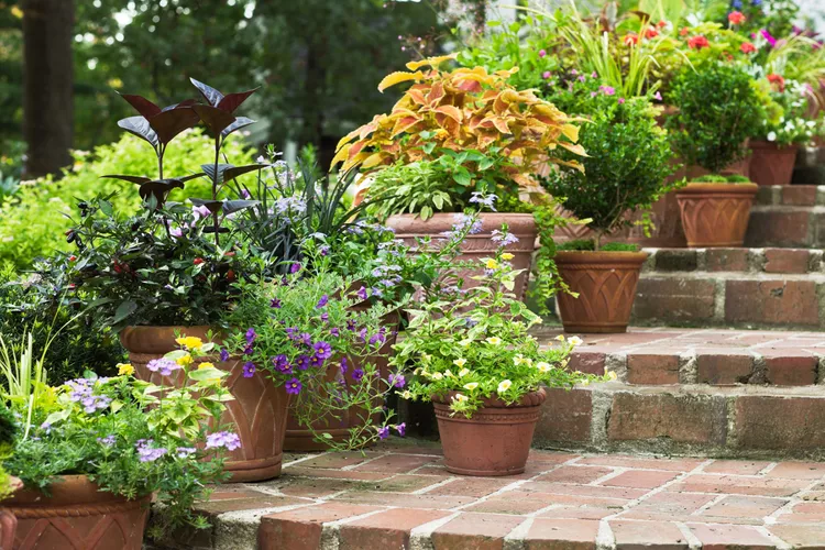 Container Gardening for Beginners: 10 Must-Know Tips
