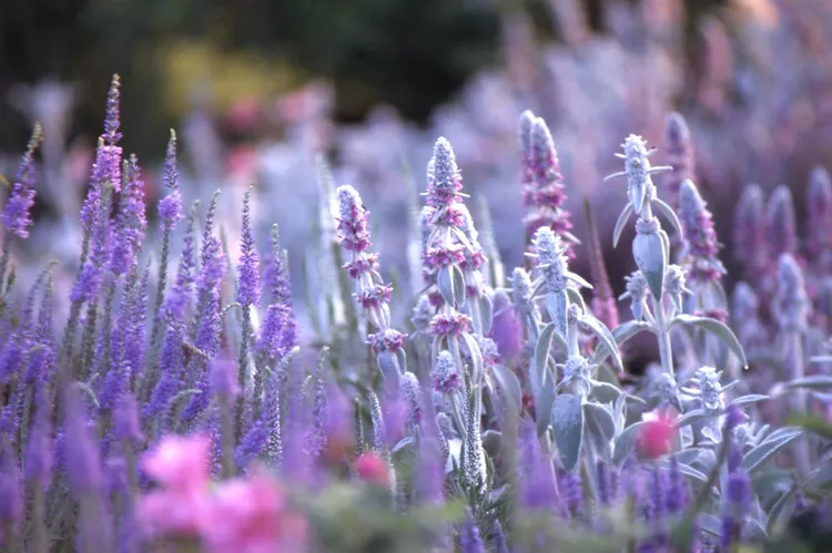 19 Beautiful Rabbit-Resistant Plants for Your Flower Garden