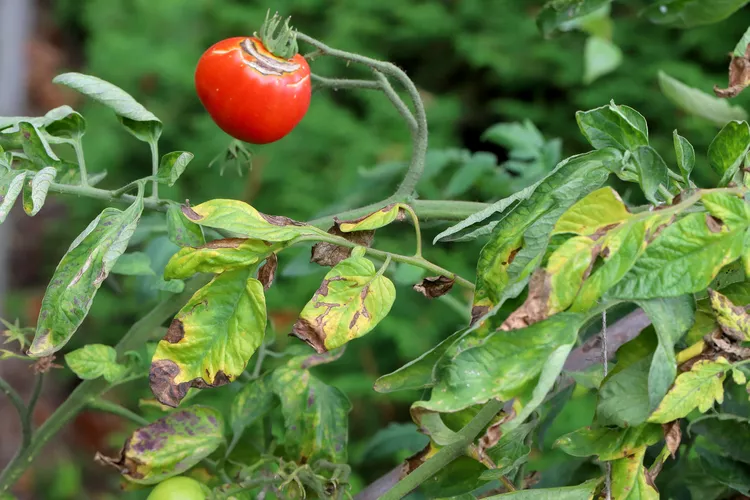 How to Prevent Tomato Blight in Your Garden