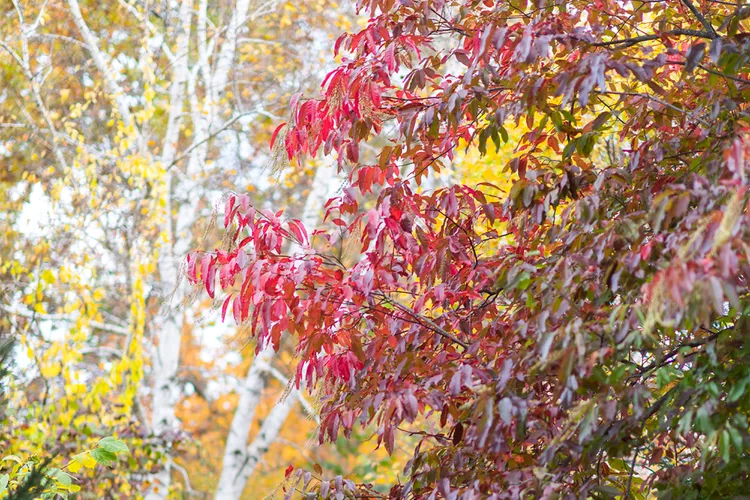 How to Plant and Grow a Sourwood Tree