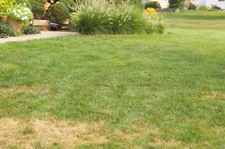 Is Your Grass Turning Brown in Summer? Our Experts Say It’s Totally OK