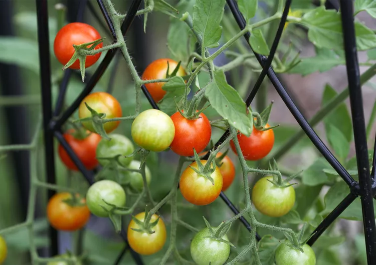 When Is Tomato Season? Plus 6 Tips for Stretching Your Harvest