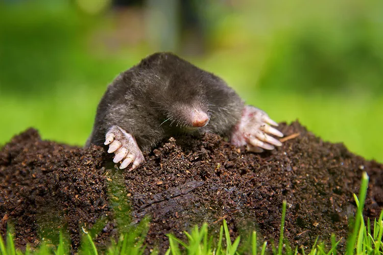 How to Get Rid of Moles in Your Yard (and Keep Them Away)