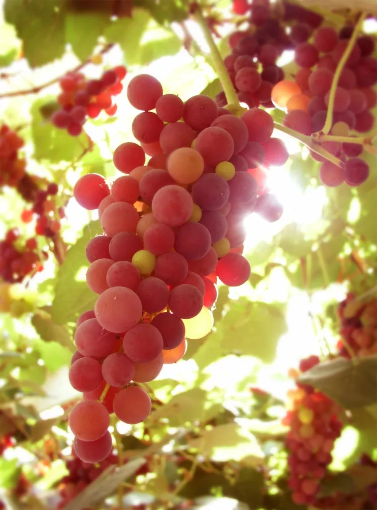 How to Plant and Grow Grapes 