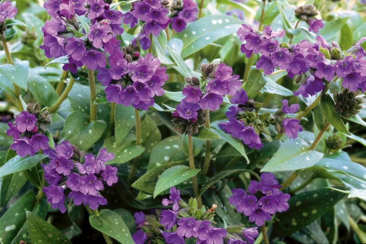 17 Deer-Resistant Shade Plants That Will Brighten Up Your Garden