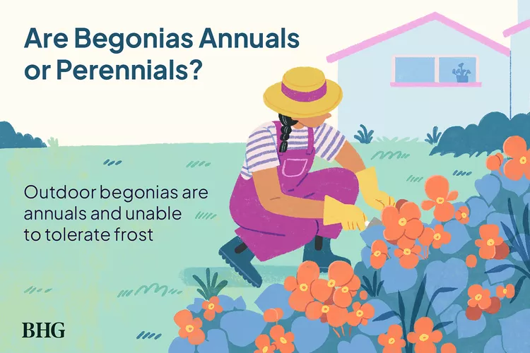 Are Begonias Perennials or Annuals? Here’s What to Know