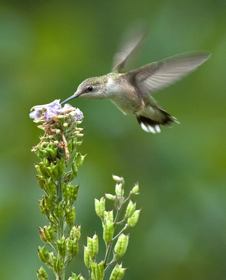 How to Attract Hummingbirds So They'll Visit Your Garden