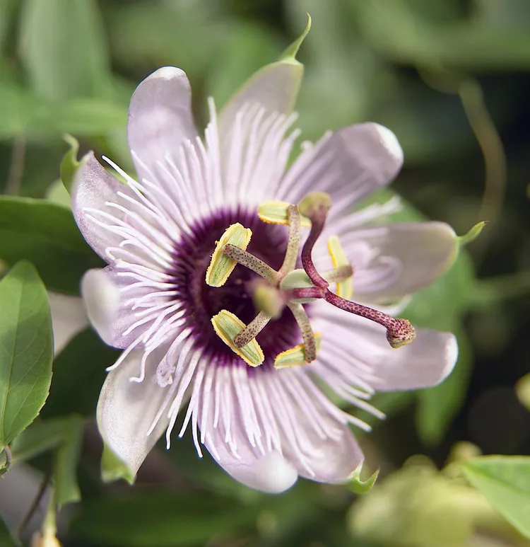 How to Plant and Grow Passionflower