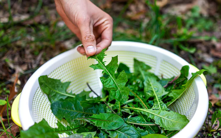 8 Edible Weeds You Can Forage in the Wild (or Your Backyard!)