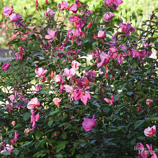 How to Plant and Grow Butterfly Rose