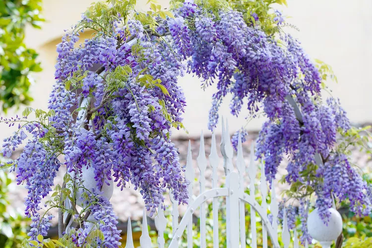 Grow a Wisteria Archway with These Types That Won’t Take Over