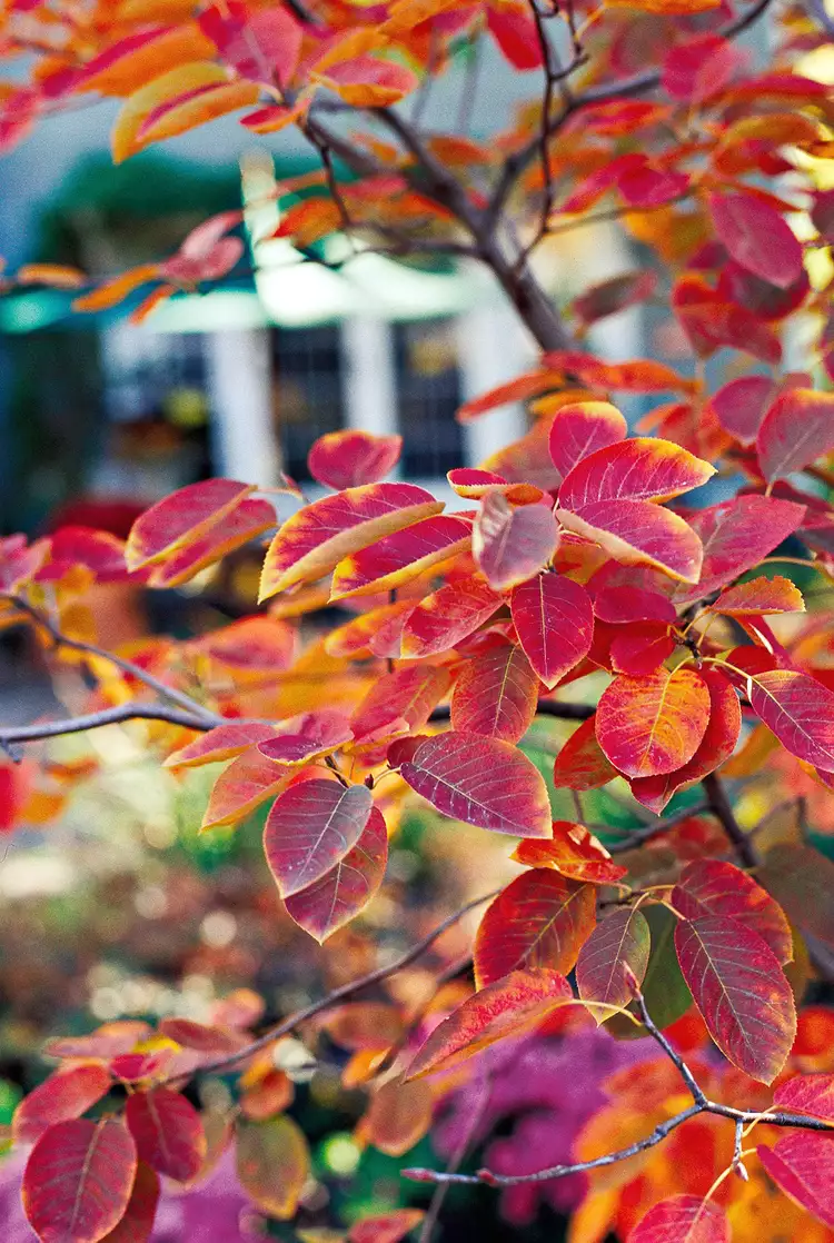 How to Plant and Grow Serviceberry