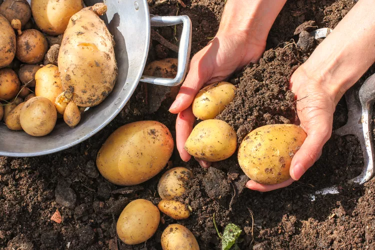 Here's Exactly When to Harvest Potatoes (Plus How to Do It Correctly)